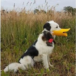 Captura3.JPG cute dog muzzle duck