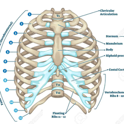 Rib-cage-anatomy.png Anatomie des Brustkorbs
